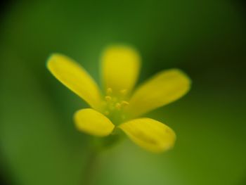Close-up of yellow flower