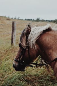 Close-up of horse standing on field