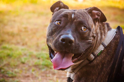 Close-up portrait of dog