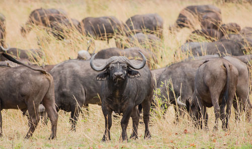 Water buffaloes on field against sky