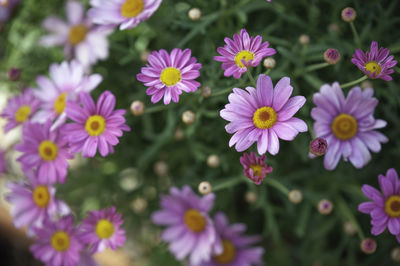 High angle view of pink flowering plants