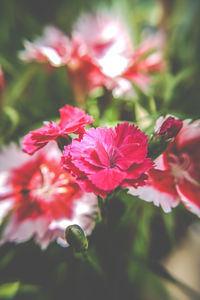 Close-up of flowers against blurred background