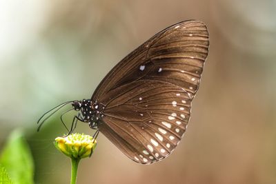 Close-up of butterfly on flower