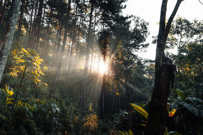 Sunlight streaming through trees in forest