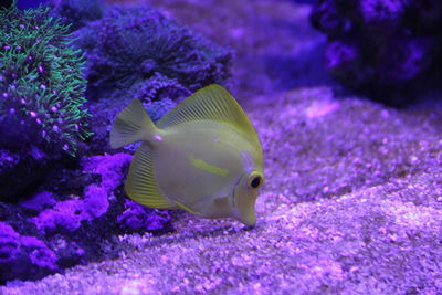 Close-up of fish swimming in aquarium