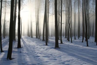 Snow covered land and trees in forest