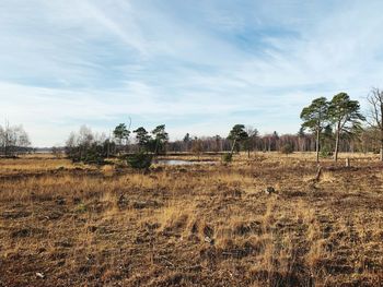 Trees on field against sky