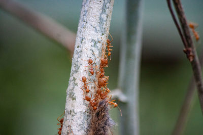 Close-up of snow on plant