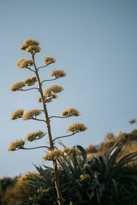 Low angle view of flowering plant against clear sky