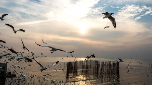 Seagulls flying over sea against sky during sunset