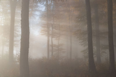 Autumn landscape of the foggy forest