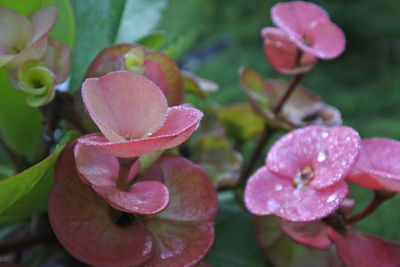 Close-up of pink flowering plant