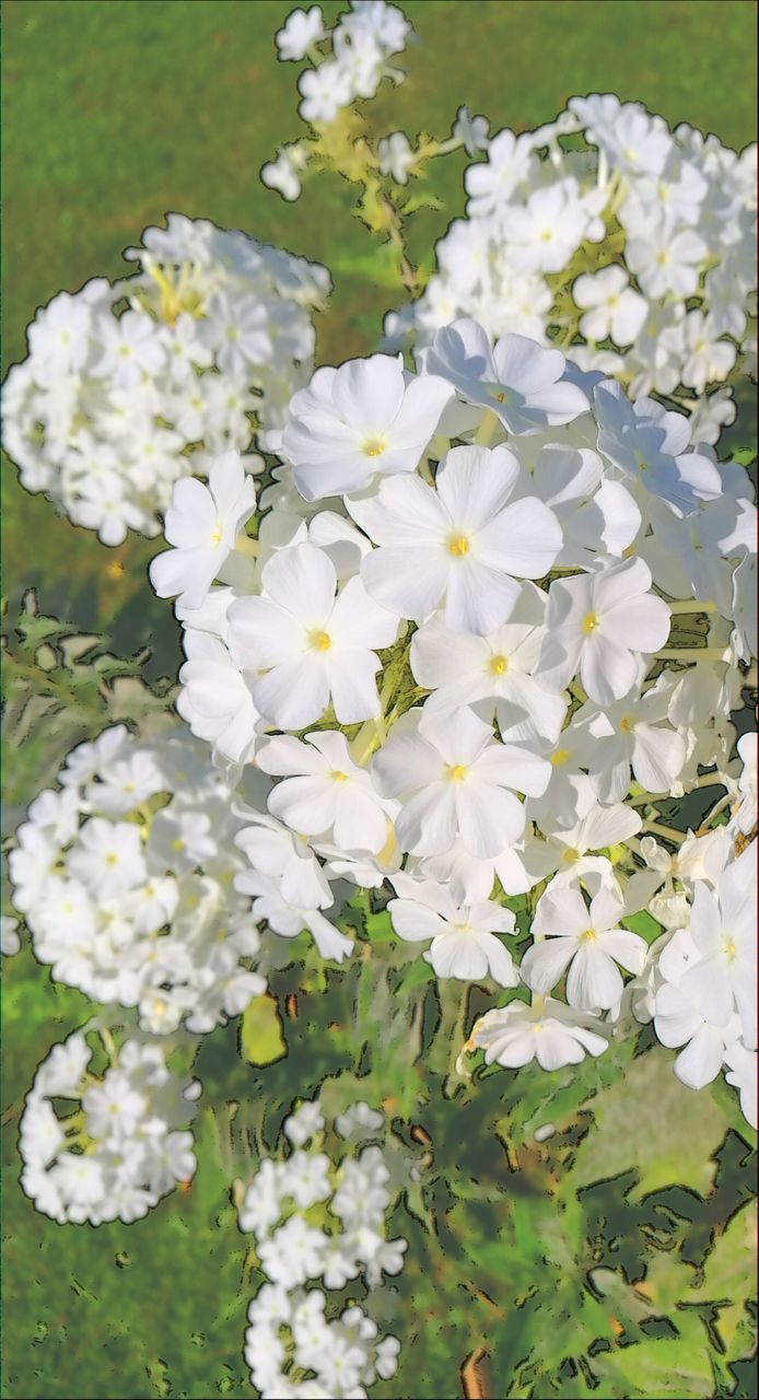 WHITE FLOWERING PLANT