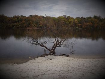 Scenic view of tree by lake against sky