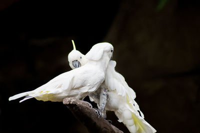 Close-up of bird perching on black background