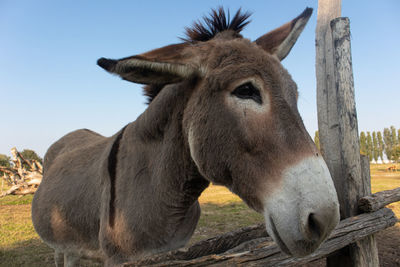 Close-up of a horse on field