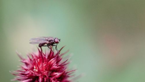 Close-up of insect on flower