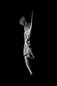 Close-up of dog against black background