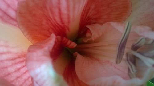 Close-up of pink flower