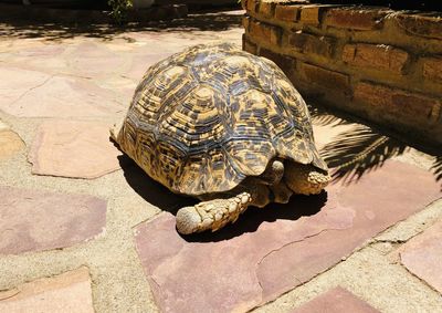 High angle view of a turtle in water