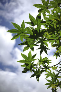 Low angle view of plant against sky