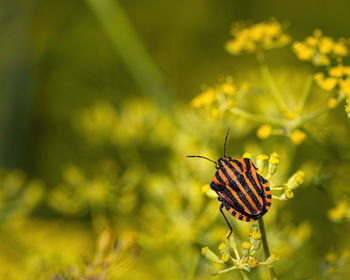 Close-up of butterfly pollinating on flower
