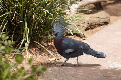 Close-up of victoria crowned pigeon on footpath