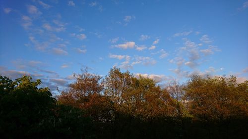 Trees in forest against blue sky