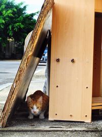 Portrait of cat sitting outdoors