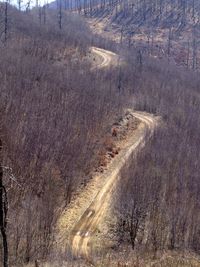 High angle view of road amidst trees