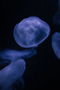 jellyfish
