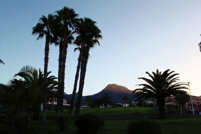 Palm trees against clear sky