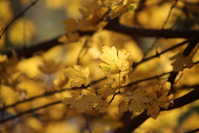 Close-up of cherry blossoms on branch