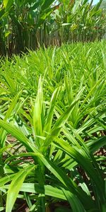 Close-up of grass growing in field