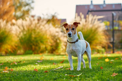 Dogs running on field