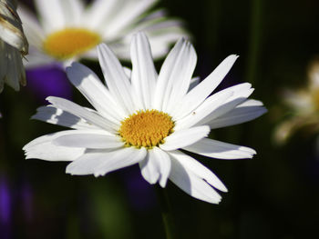 Close-up of white daisy