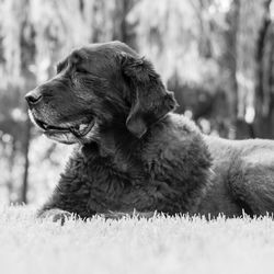 Close-up of dog looking away on field