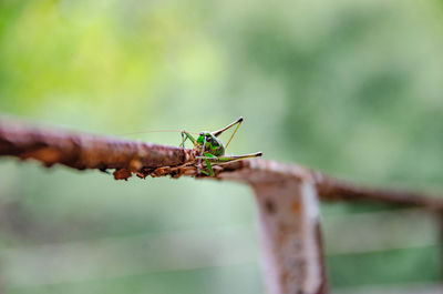 Close-up of insect