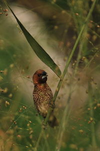 Close-up of bird perching on plant