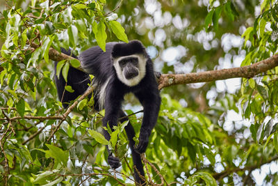 Black-and-white colobus monkey in a tree