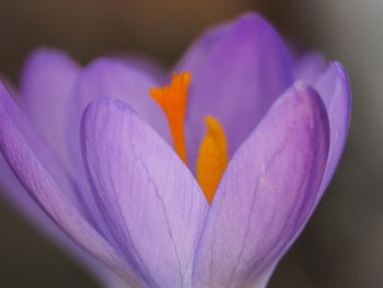 Close-up of purple crocus flower