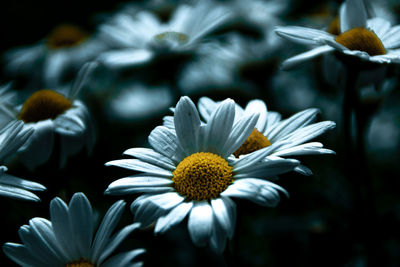Close-up of white daisy flowers