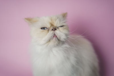 Close-up of a cat against wall