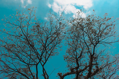 Low angle view of bare tree against blue sky