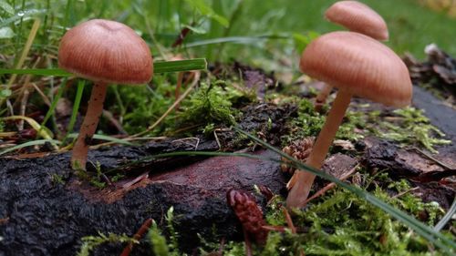 Close-up of mushrooms growing on land