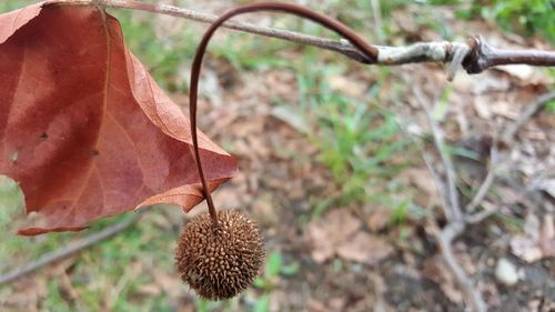 Close-up of dry autumn leaf