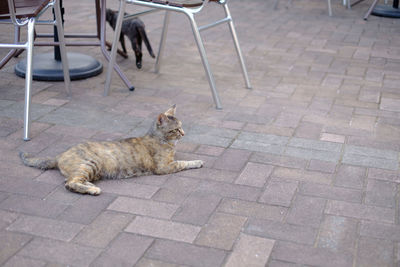 Cat lying on floor