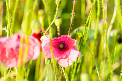 Close-up of pink flowering plants on field