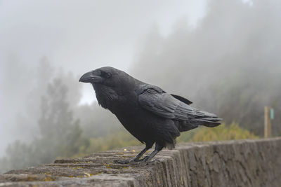 Close-up of crow perching on wood