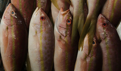 Close-up of fish for sale in market